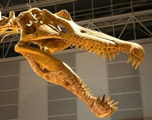 A reconstructed Spinosaurus skull showing tooth placement.